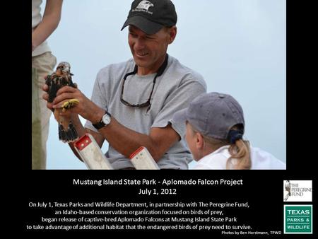 Mustang Island State Park - Aplomado Falcon Project July 1, 2012
