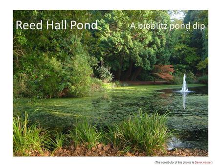 Reed Hall Pond A bioblitz pond dip (The contributor of this photos is Derek Harper )