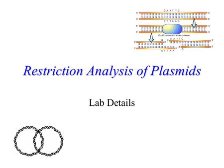 Restriction Analysis of Plasmids