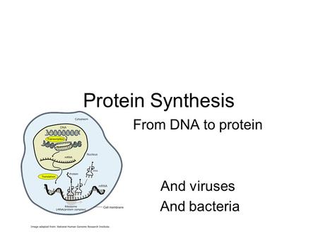 From DNA to protein And viruses And bacteria