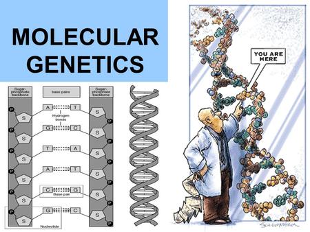 MOLECULAR GENETICS.