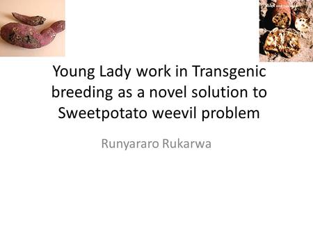 Young Lady work in Transgenic breeding as a novel solution to Sweetpotato weevil problem Runyararo Rukarwa.