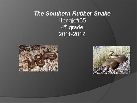 The Southern Rubber Snake Hongjo#35 4 th grade 2011-2012.