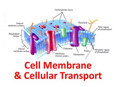 Cell Membrane & Cellular Transport
