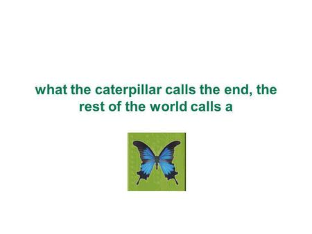 What the caterpillar calls the end, the rest of the world calls a.