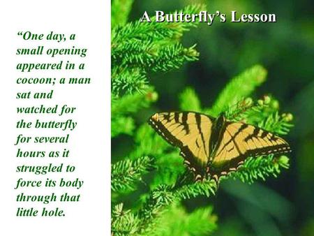 A Butterflys Lesson One day, a small opening appeared in a cocoon; a man sat and watched for the butterfly for several hours as it struggled to force its.
