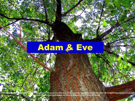 Adam & Eve Copyrighted material that appears in this article is included under the provisions of the Fair Use Clause of the National Copyright Act, which.