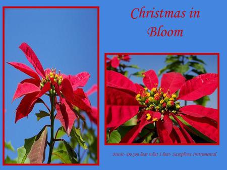 Christmas in Bloom Music- Do you hear what I hear- Saxophone Instrumental.