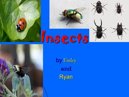 Insects by Finley andRyan. Contents Page 3 Crickets Page 4 Dragonfly Page 5 Dung beetles Page 6 Ladybird Page 7 Bees Page 8 Ants page 9 Glossary.