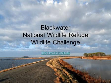 Blackwater National Wildlife Refuge Wildlife Challenge.