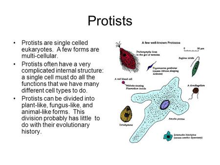 Protists Protists are single celled eukaryotes. A few forms are multi-cellular. Protists often have a very complicated internal structure: a single cell.