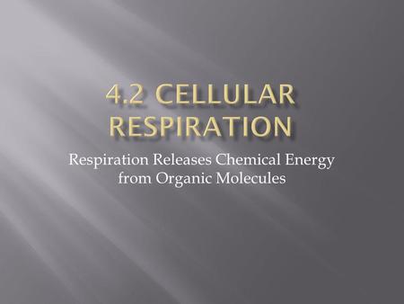Respiration Releases Chemical Energy from Organic Molecules