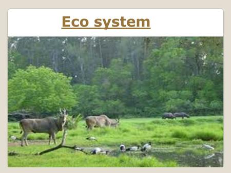 Eco system.