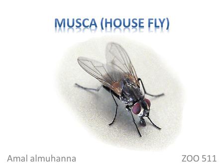 Musca (house fly) Amal almuhanna  ZOO 511.