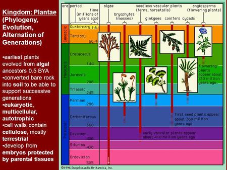 Kingdom: Plantae (Phylogeny, Evolution, Alternation of Generations)