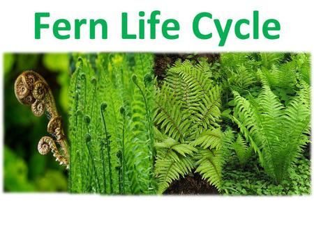 Fern Life Cycle.