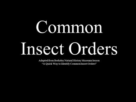 Common Insect Orders Adapted from Berkeley Natural History Museums lesson “A Quick Way to Identify Common Insect Orders”