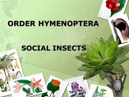 ORDER HYMENOPTERA ORDER HYMENOPTERA SOCIAL INSECTS.
