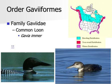 Order Gaviiformes Family Gaviidae Family Gaviidae –Common Loon Gavia immer Gavia immer **