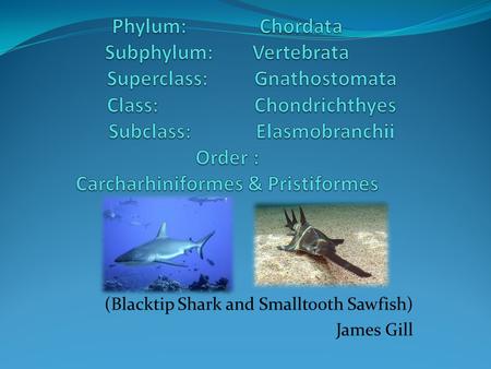 (Blacktip Shark and Smalltooth Sawfish) James Gill