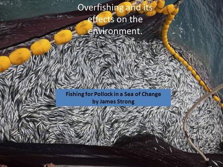 Overfishing and its effects on the environment. Fishing for Pollock in a Sea of Change by James Strong.