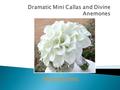 Dramatic Mini Callas and Divine Anemones