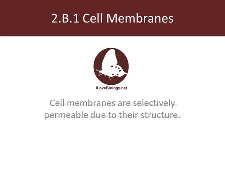 2.B.1 Cell Membranes Cell membranes are selectively permeable due to their structure.