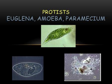 PROTISTS EUGLENA, AMOEBA, PARAMECIUM. WHAT IS A PROTIST? Kingdom Protista Very diverse single cell organisms. Eukaryotic Less complex with many different.