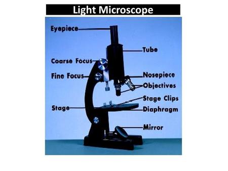 Light Microscope.