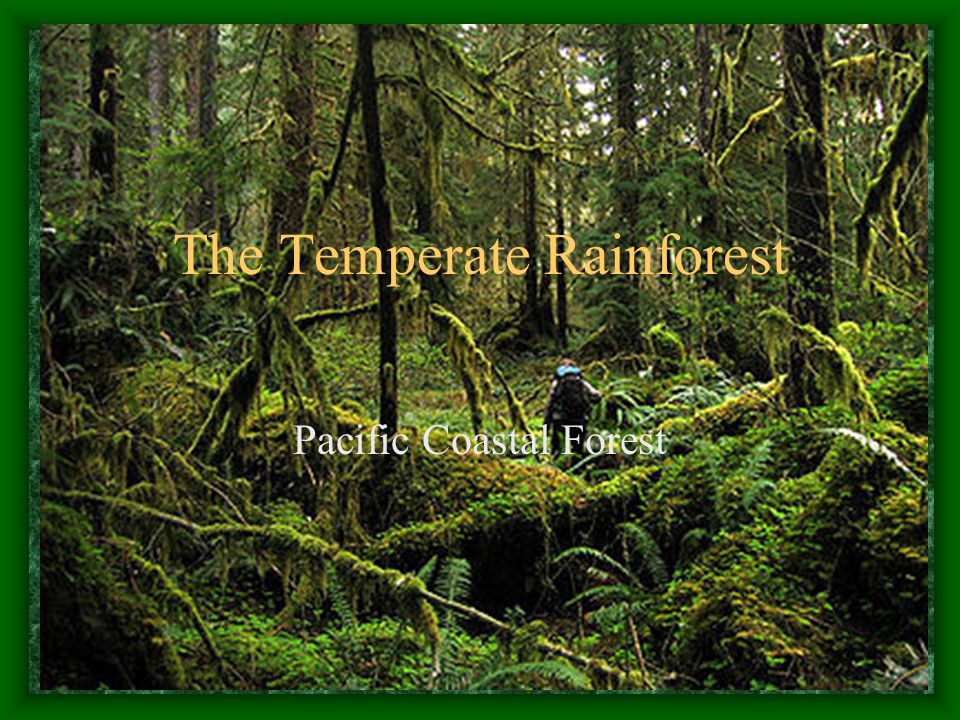 The Temperate Rainforest Pacific Coastal Forest. Climate and Geography Temperate  Rainforest is defined as a forest in the mid-latitudes that receives. - ppt  download