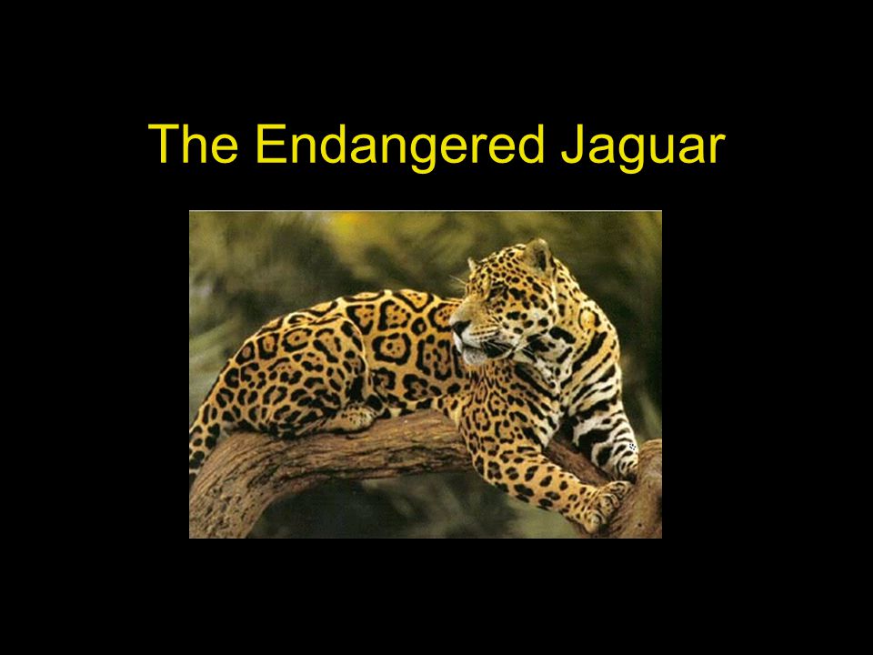 The Endangered Jaguar. Table of Contents Habitat Appearance Diet Raising  Young Why is the Jaguar Endangered? Interesting Facts. - ppt download