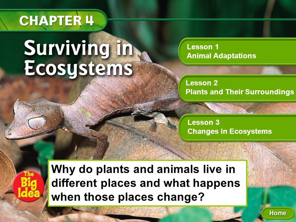 Lesson 1 Animal Adaptations Lesson 2 Plants and Their Surroundings - ppt  video online download
