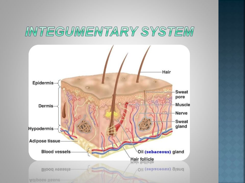 The integumentary system is an organ system consisting of your skin, hair,  nails, and endocrine glands. Your skin is only a few millimeters thick,  but. - ppt download