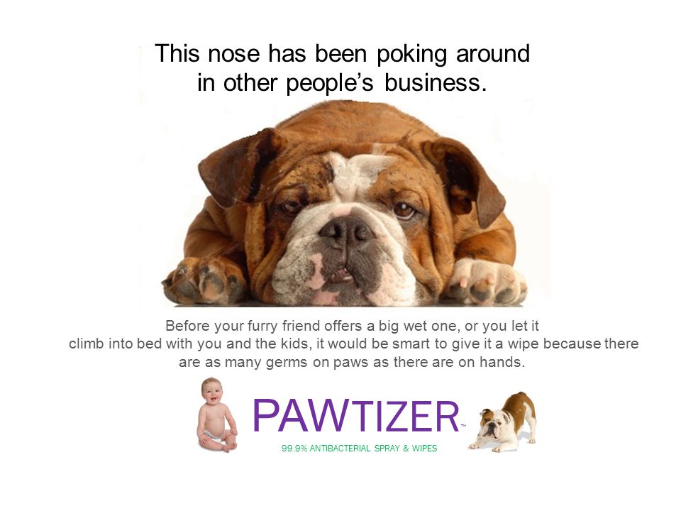 This nose has been poking around in other people s business. Before your furry friend offers a big wet one or you let it climb into bed with you and the. ppt