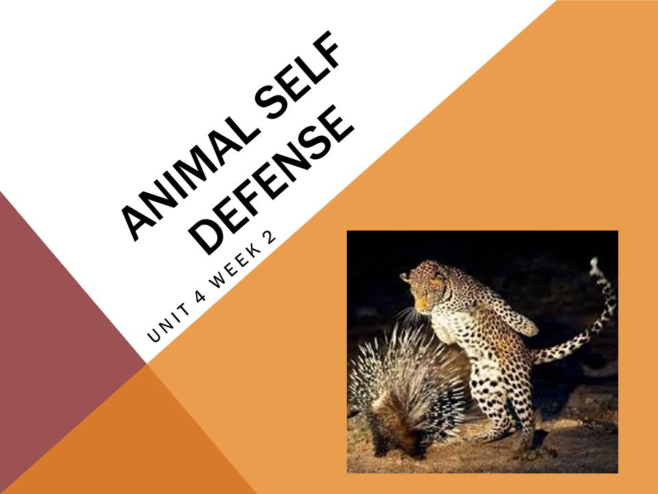 ANIMAL SELF DEFENSE UNIT 4 WEEK 2. CHAMELEON This word describes a lizard  that can change the color of its skin to blend in with its surroundings. -  ppt download