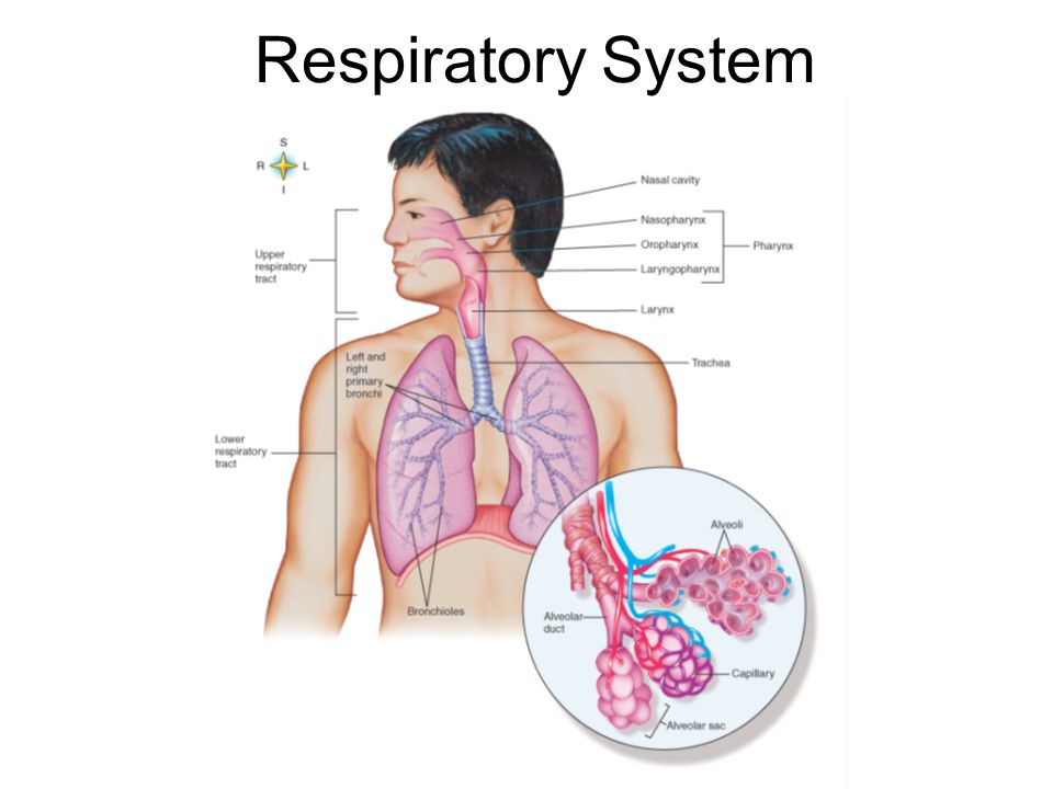 Respiratory System Ppt Video Online Download
