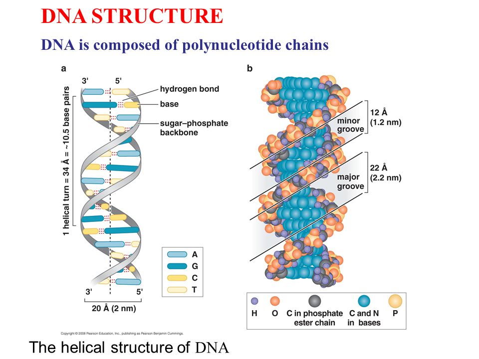 Polynucleotide