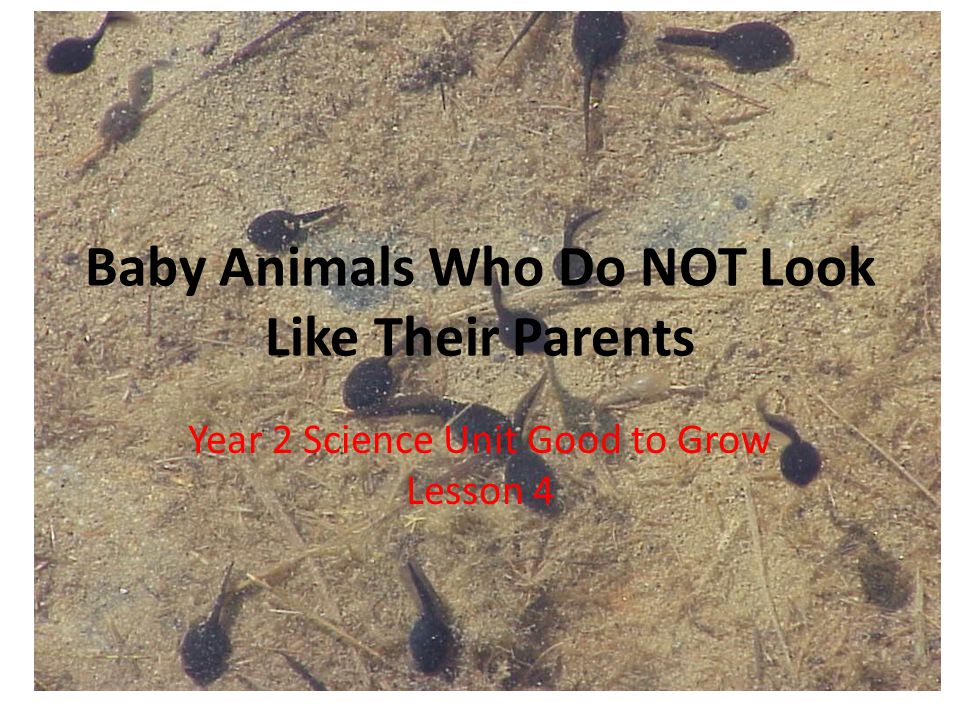 Baby Animals Who Do NOT Look Like Their Parents - ppt video online download