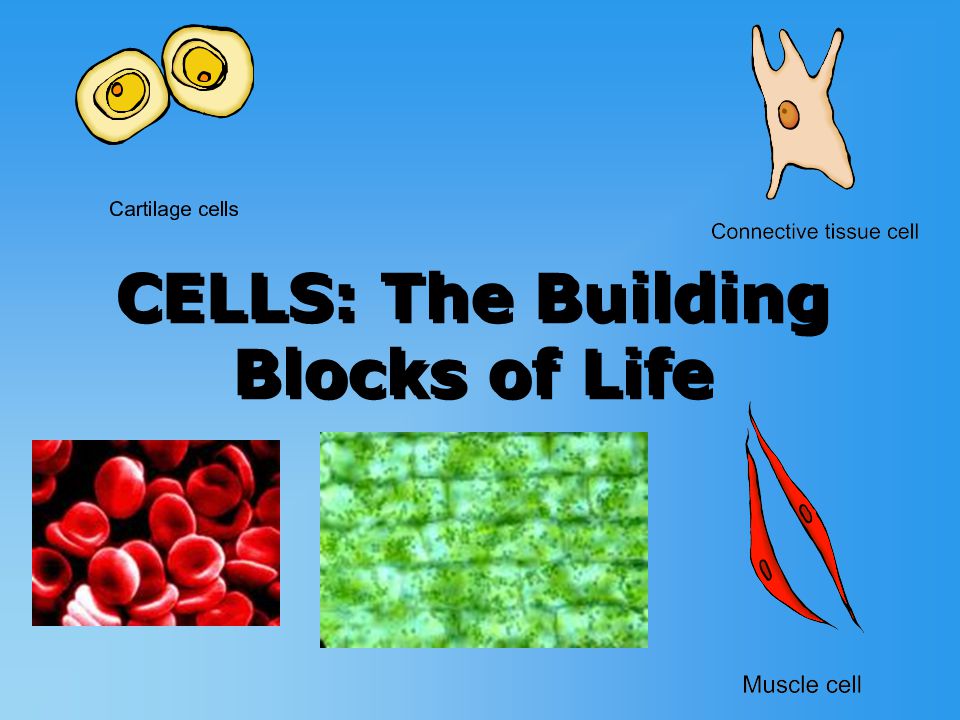 CELLS: The Building Blocks of Life - ppt video online download