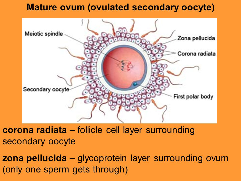Mature ovum (ovulated secondary oocyte) - ppt video online download