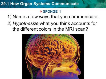 29.1 How Organ Systems Communicate SPONGE 1 1)Name a few ways that you communicate. 2)Hypothesize what you think accounts for the different colors in the.