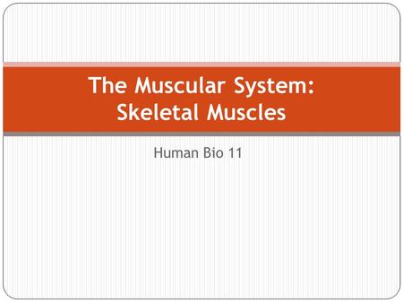 Human Bio 11 The Muscular System: Skeletal Muscles.