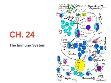 CH. 24 The Immune System. The immune systems consists of organs, cells, and molecules that fight infections and protect us from invaders. Pathogens: Bacteria,