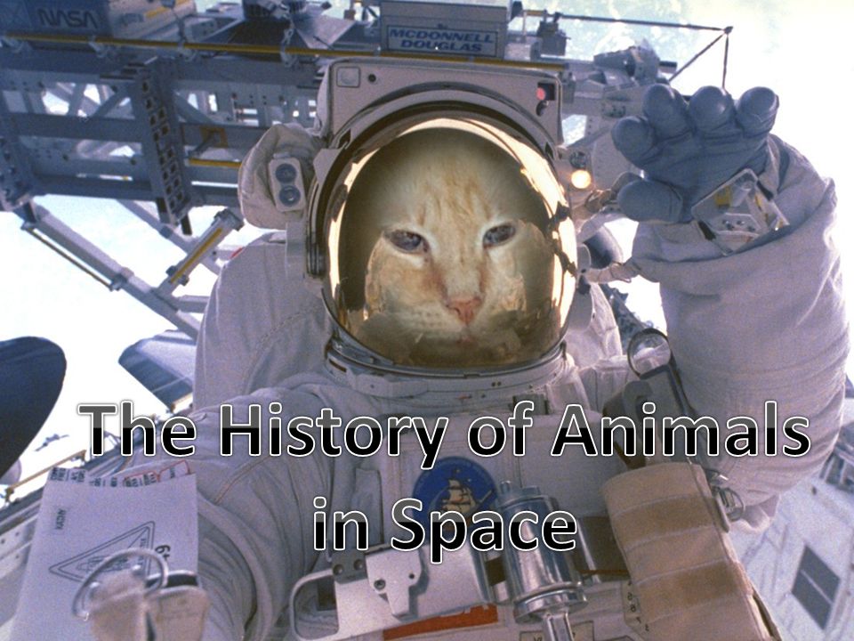 Animals have been used in space science research since the beginning of the  space age. Both the United States and Soviet/Russian space programs used  animals. - ppt download