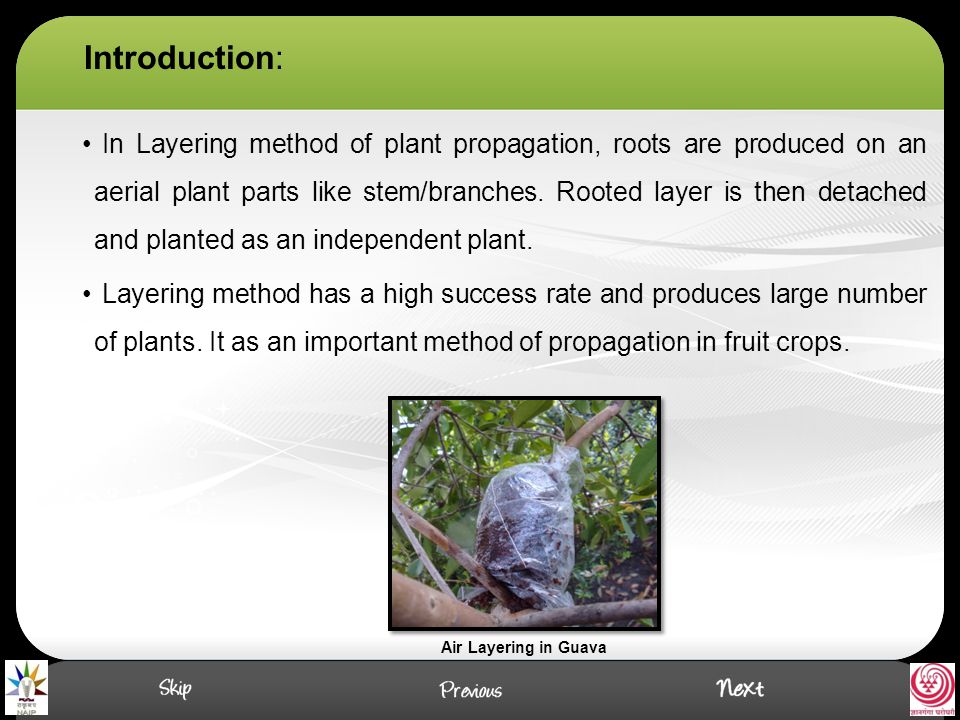 Introduction: In Layering method of plant propagation, roots are produced  on an aerial plant parts like stem/branches. Rooted layer is then detached  and. - ppt video online download