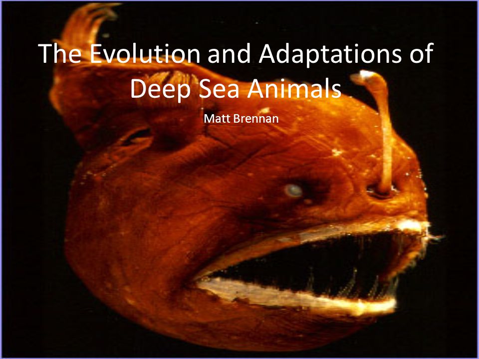 The Evolution and Adaptations of Deep Sea Animals Matt Brennan. - ppt  download