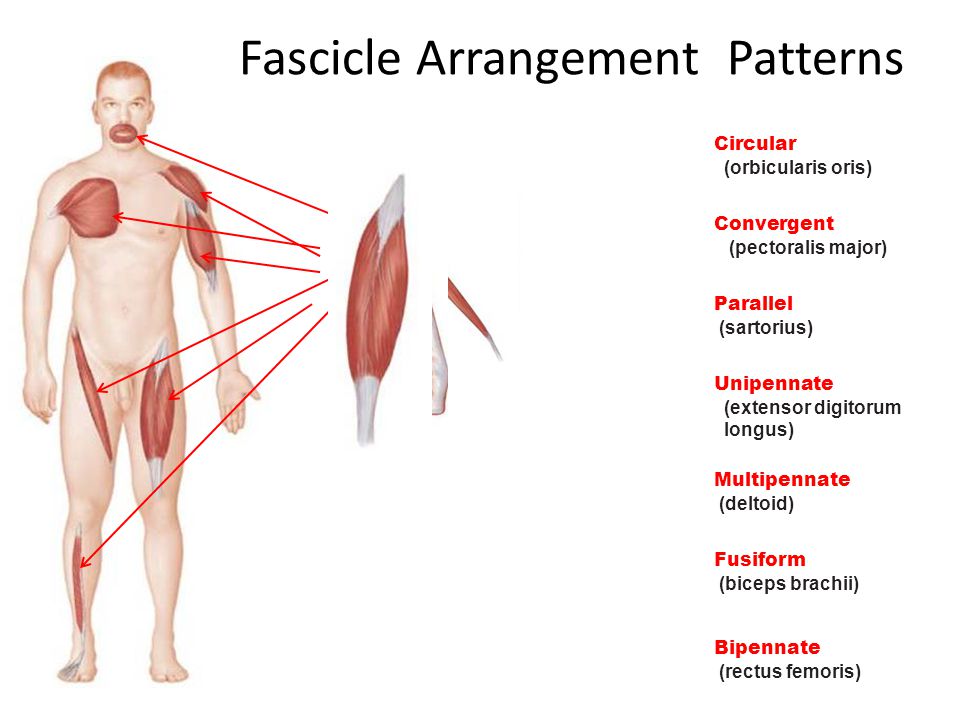 Fascicle Arrangement Patterns