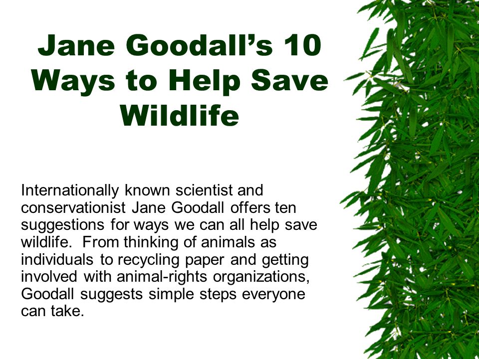 Jane Goodall's 10 Ways to Help Save Wildlife - ppt download