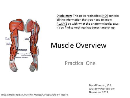 Muscle Overview Practical One David Furman, M.S. Anatomy Peer Review November 2013 Images from: Human Anatomy, Marieb; Clinical Anatomy, Moore Disclaimer: