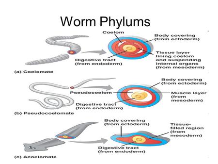 Worm Phylums. Types of worms There are 3 major phyla of worms: –Platyhelminthes: flat worms –Nematoda: round worms –Annelida: segmented worms Interestingly,